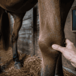 cheval qui engorge palpation membre gonflé