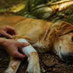 coussinet chien arraché repousse bandage forêt