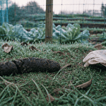 crotte de sanglier sur herbe humide