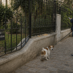déjection canine propriété privée portail