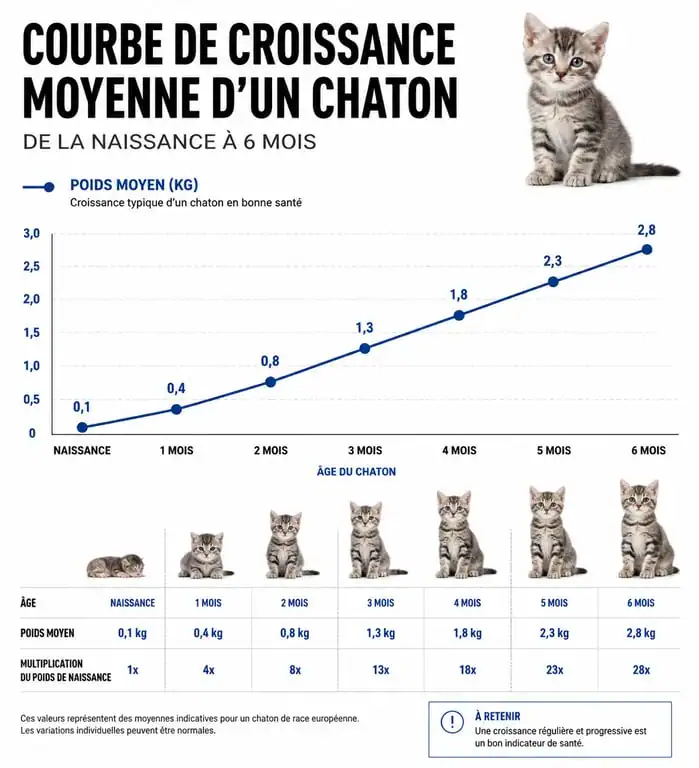 Courbe de croissance moyenne d'un chaton : poids idéal par âge