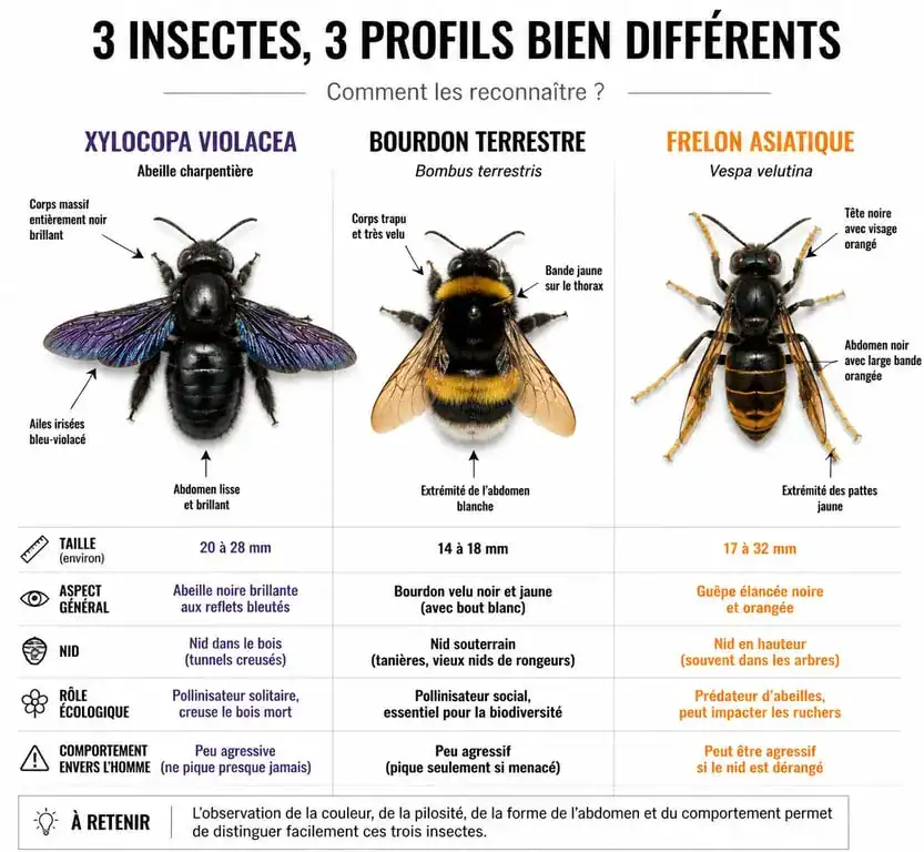 Comparatif visuel entre le Xylocope violet, le bourdon terrestre et le frelon pour identifier le gros bourdon noir