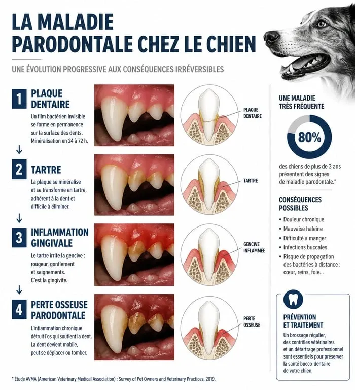 Infographie sur les dangers du tartre et la maladie parodontale chez le chien