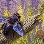 gros bourdon noir dangereux Xylocope violet sur branche