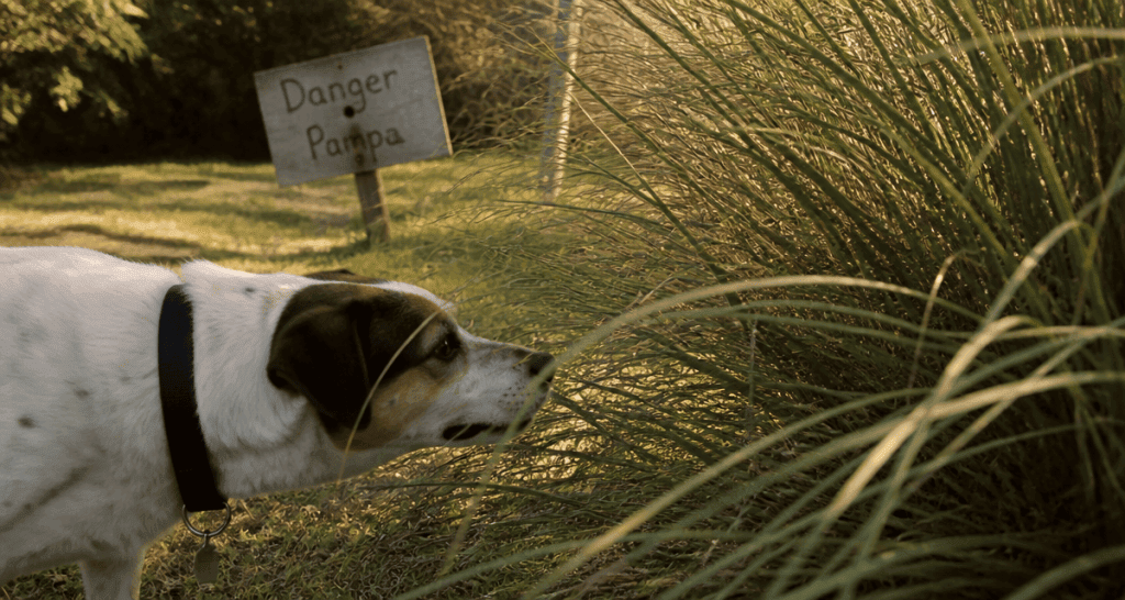 herbe de la pampa danger chien