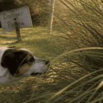 herbe de la pampa danger chien