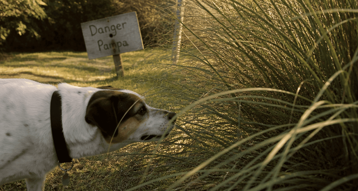 herbe de la pampa danger chien