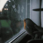 Oiseau qui tape contre la vitre signification, rouge-gorge à la fenêtre