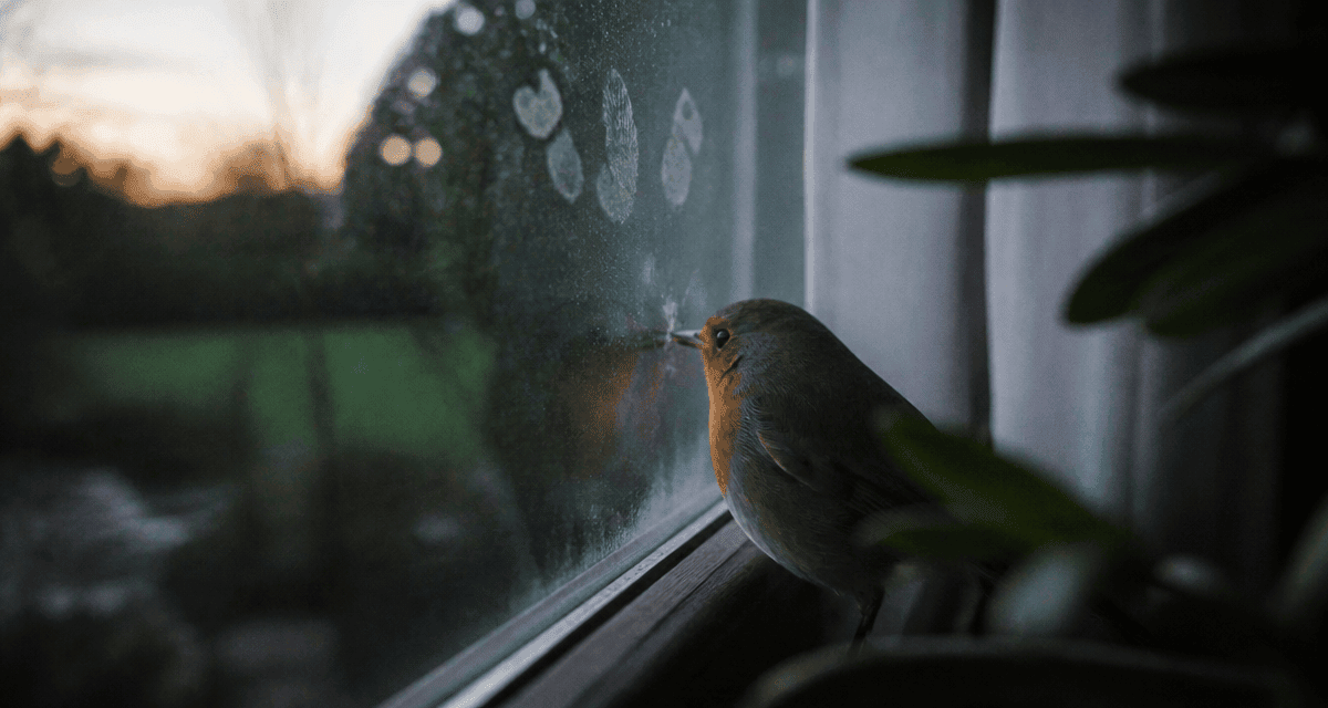 Oiseau qui tape contre la vitre signification, rouge-gorge à la fenêtre