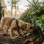 sortir son chien 1 fois par jour en laisse dans un parc