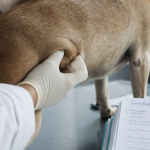 tumeur chez le chien photos vétérinaire palpe masse