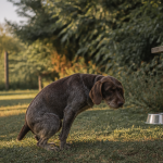 chien constipe quoi faire accroupi jardin