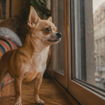 Chihuahua poil court sur parquet