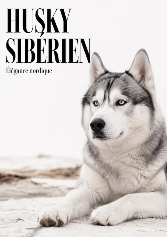 Chien Husky Sibérien au pelage gris et blanc, exemple de race de chien gris blanc