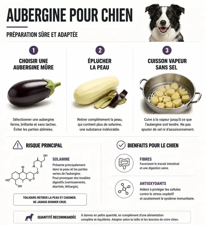 Infographie sur les précautions et bienfaits de l'aubergine pour chien