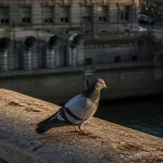 Pigeon information : photo d’un pigeon urbain sur une corniche