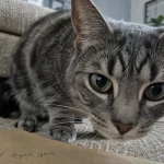 Photo chat tigré gris race tabby