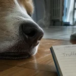 Chien truffe froide : truffe humide au museau près de la gamelle