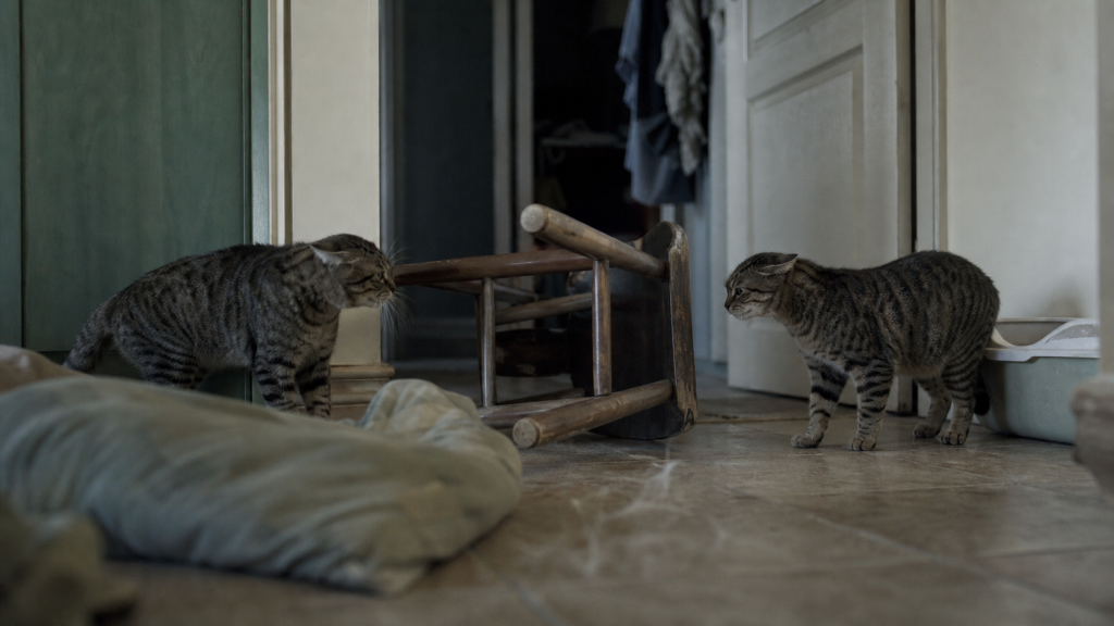 Mes chats se battent du jour au lendemain : deux chats tigrés en tension