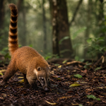 Nasua nasua, coati roux dans une forêt humide
