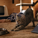 Chaton gris tigré miaule : pourquoi mon chaton miaule tout le temps