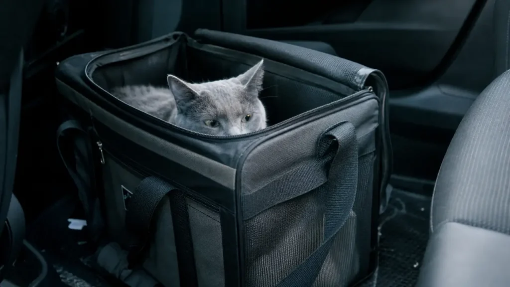 Sac pour chat ou caisse de transport : sécurité, ventilation et verrouillage avant l’achat