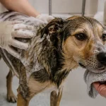 Comment laver son chien : shampoing canin dans une douche