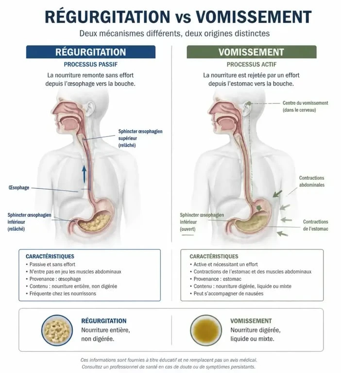 Différence entre vomissement et régurgitation chez le chat qui vomit ses croquettes