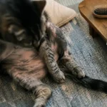 Mon chat s arrache les poils : zones d’alopécie, peau rosée, diagnostic à vérifier