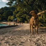 Plage autorisée aux chiens en Martinique à l’Anse Corps de Garde