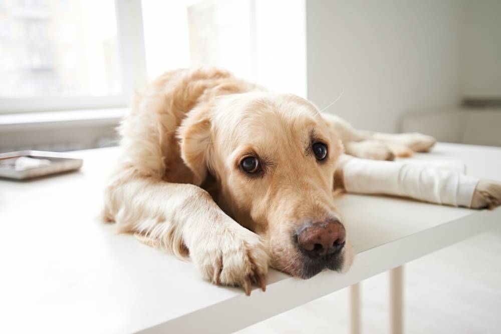 urgence vétérinaire chien malade